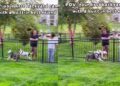 Dog’s New Backyard Came With a Built-In Best Friend, and They’re Never Apart