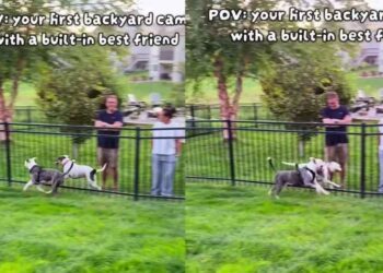 Dog’s New Backyard Came With a Built-In Best Friend, and They’re Never Apart