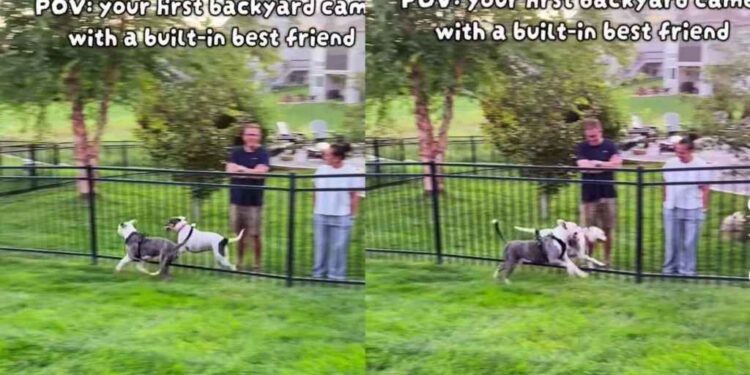 Dog’s New Backyard Came With a Built-In Best Friend, and They’re Never Apart