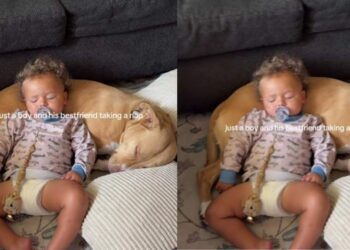 Dog Lets Sleeping Toddler Use Him as a Pillow, but Never Takes His Eyes off Him for a Reason