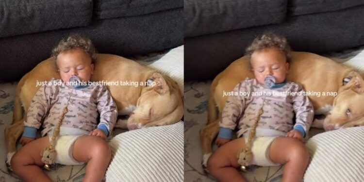 Dog Lets Sleeping Toddler Use Him as a Pillow, but Never Takes His Eyes off Him for a Reason