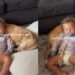 Dog Lets Sleeping Toddler Use Him as a Pillow, but Never Takes His Eyes off Him for a Reason