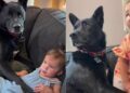 Dog Decides Being Near Baby Isn’t Enough, He Needs to Physically Protect Her