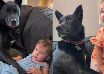 Dog Decides Being Near Baby Isn’t Enough, He Needs to Physically Protect Her