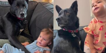 Dog Decides Being Near Baby Isn’t Enough, He Needs to Physically Protect Her