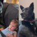 Dog Decides Being Near Baby Isn’t Enough, He Needs to Physically Protect Her