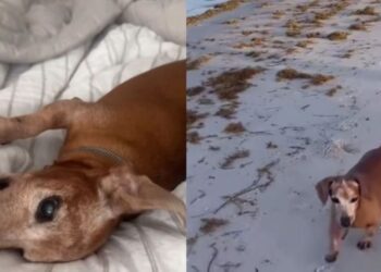 Abandoned Rescue Dog Wanders Into a House, Not Knowing He’s Found a Place Where He Belongs