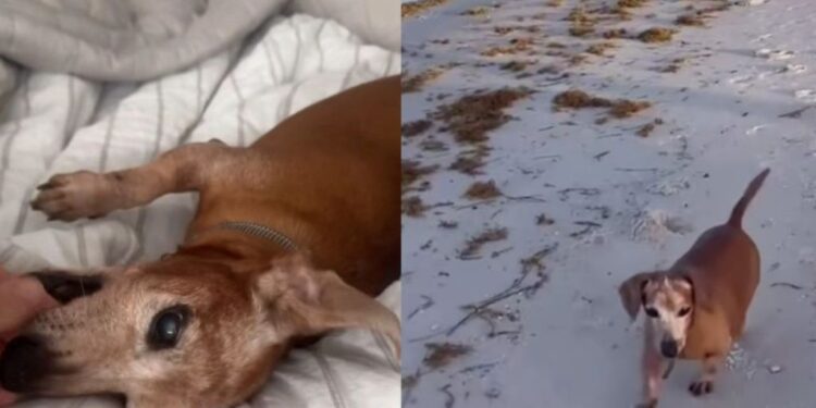 Abandoned Rescue Dog Wanders Into a House, Not Knowing He’s Found a Place Where He Belongs