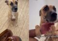 Foster Mama Dog Expected the Worst After Destroying the Shoes, Her Relieved Face Was Everything