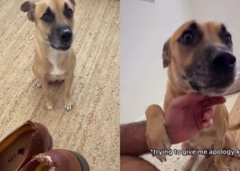 Foster Mama Dog Expected the Worst After Destroying the Shoes, Her Relieved Face Was Everything