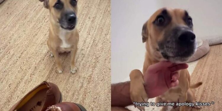 Foster Mama Dog Expected the Worst After Destroying the Shoes, Her Relieved Face Was Everything