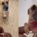 Foster Mama Dog Expected the Worst After Destroying the Shoes, Her Relieved Face Was Everything