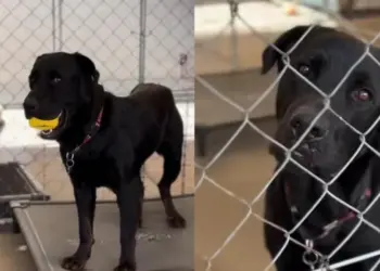Shelter Dog Clutches His Favorite Toy, Waiting for a Playmate, but No One Turns Up