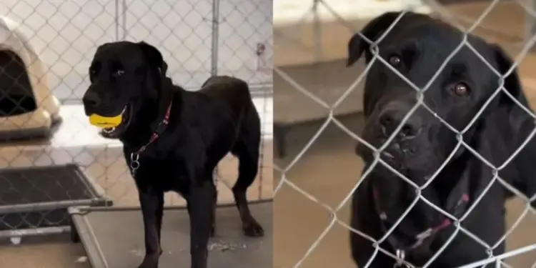 Shelter Dog Clutches His Favorite Toy, Waiting for a Playmate, but No One Turns Up