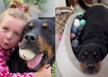 ‘Dangerous’ Big Dog Shares an Unbreakable Bond With Little Girl That Changes Everything