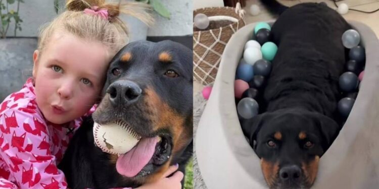 ‘Dangerous’ Big Dog Shares an Unbreakable Bond With Little Girl That Changes Everything
