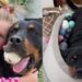 ‘Dangerous’ Big Dog Shares an Unbreakable Bond With Little Girl That Changes Everything