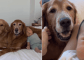 Watching Golden Retrievers Bond With Tiny Baby, Human Realizes Something Heartbreaking