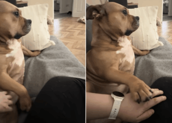 After Rescue Dog Realizes Her Human Stopped Giving Her Belly Scratches, She Does This