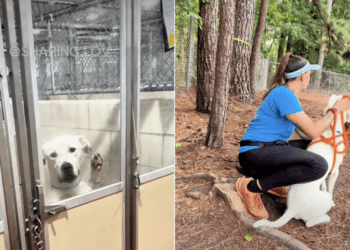 Overlooked Shelter Dog Sees a Glimmer of Hope in the Most Unexpected Way