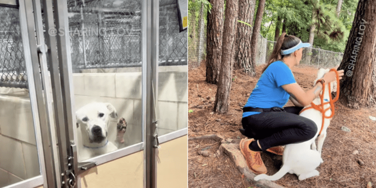 Overlooked Shelter Dog Sees a Glimmer of Hope in the Most Unexpected Way