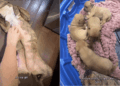 Mama Foster Dog Gets To Be a Dog Again While Her Puppies Are Looked After