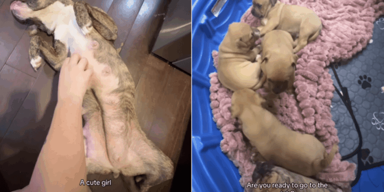 Mama Foster Dog Gets To Be a Dog Again While Her Puppies Are Looked After