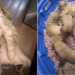 Mama Foster Dog Gets To Be a Dog Again While Her Puppies Are Looked After