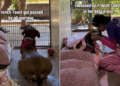 Shelter Dog Spends Her Day Watching People Pass by Until a Glow-up Changes Everything