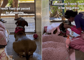 Shelter Dog Spends Her Day Watching People Pass by Until a Glow-up Changes Everything