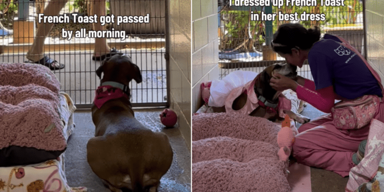 Shelter Dog Spends Her Day Watching People Pass by Until a Glow-up Changes Everything