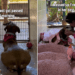 Shelter Dog Spends Her Day Watching People Pass by Until a Glow-up Changes Everything