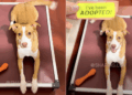 After Being Surrendered Twice, Shelter Dog Proves Third Time’s the Charm