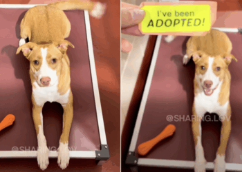 After Being Surrendered Twice, Shelter Dog Proves Third Time’s the Charm