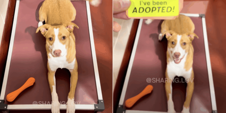 After Being Surrendered Twice, Shelter Dog Proves Third Time’s the Charm