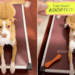 After Being Surrendered Twice, Shelter Dog Proves Third Time’s the Charm