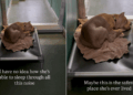 Human Watches Shelter Dog Sleep Through the Kennel’s Chaos, Then Hopes for Something Beautiful