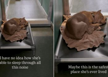 Human Watches Shelter Dog Sleep Through the Kennel’s Chaos, Then Hopes for Something Beautiful