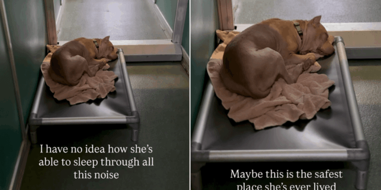 Human Watches Shelter Dog Sleep Through the Kennel’s Chaos, Then Hopes for Something Beautiful