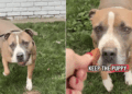Everyone Walks Past Shelter Dog’s Kennel, Unaware of the Heartbreaking Story Behind Her Eyes