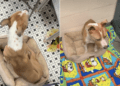 Shelter Dog Surrendered for Being Too Much of a Responsibility Proves All He Needs Is Love