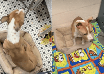 Shelter Dog Surrendered for Being Too Much of a Responsibility Proves All He Needs Is Love