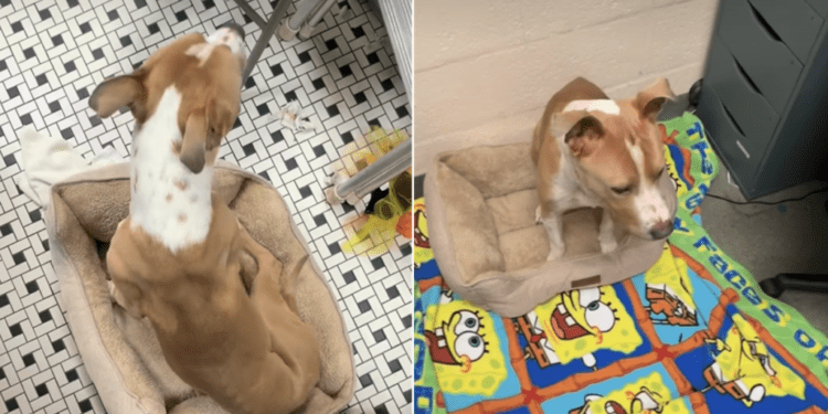 Shelter Dog Surrendered for Being Too Much of a Responsibility Proves All He Needs Is Love