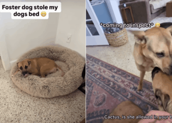 Rescue Dog Gives up His Most Prized Possession Just for Foster Sibling