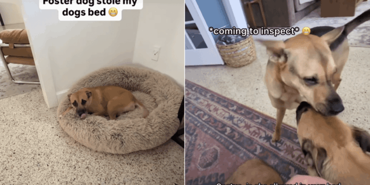 Rescue Dog Gives up His Most Prized Possession Just for Foster Sibling