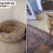 Rescue Dog Gives up His Most Prized Possession Just for Foster Sibling