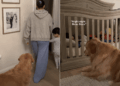 Golden Retriever Refuses to Clock Out From Toddler Duty Until Mom Makes a Promise