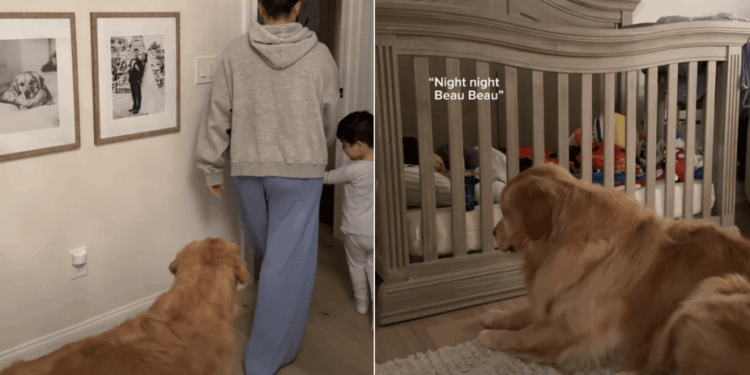 Golden Retriever Refuses to Clock Out From Toddler Duty Until Mom Makes a Promise