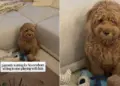 Dog Looks at Newborn, Then at Owner Like ‘When Does This Tiny Human Start Playing?’