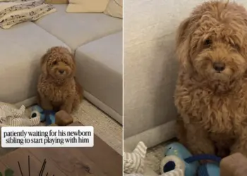 Dog Looks at Newborn, Then at Owner Like ‘When Does This Tiny Human Start Playing?’